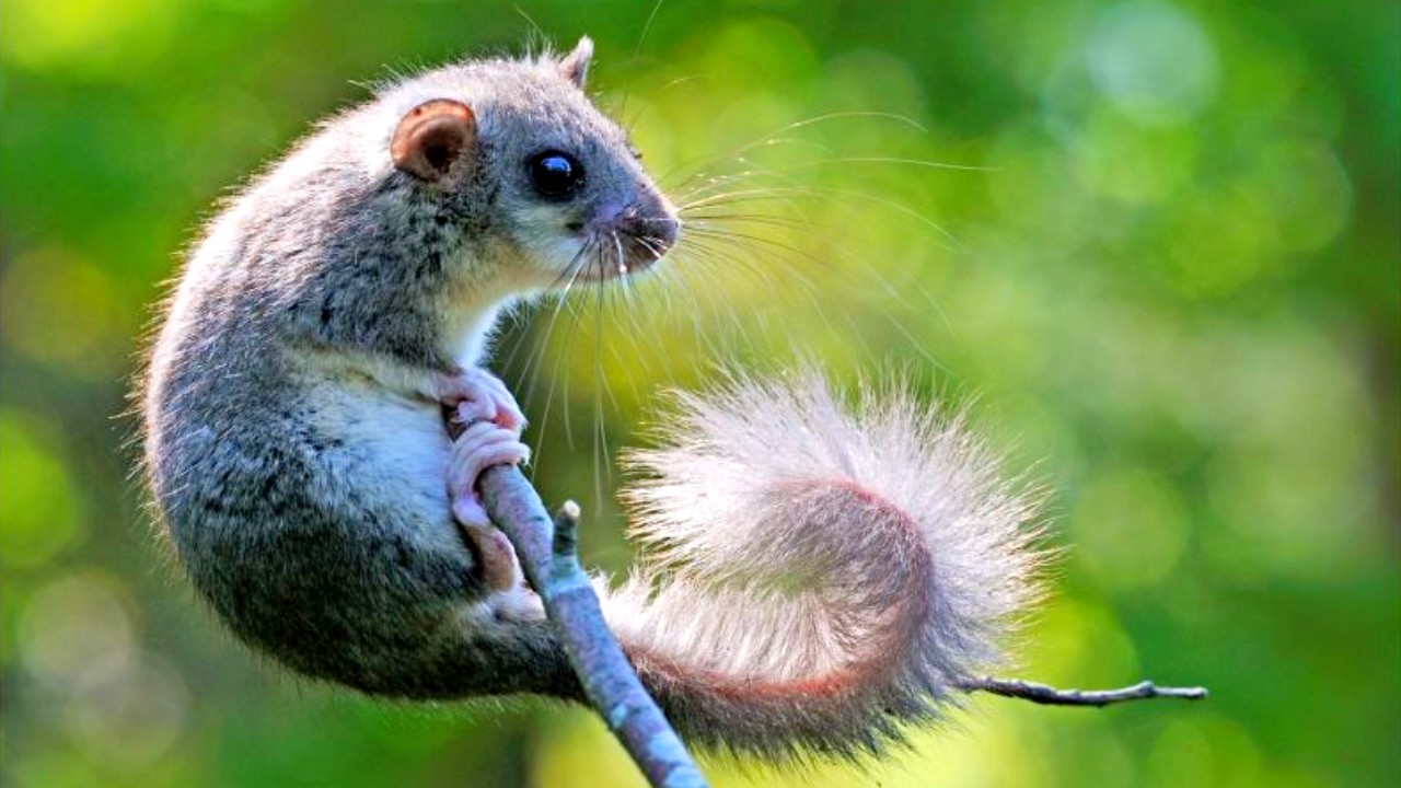 Ленивец, орангутан, плетевидная змея, соня-полчок. Как животные покоряют высоту