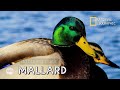 The mallard   dabbling duck  observation