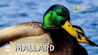 The Mallard -  Dabbling Duck - Observation
