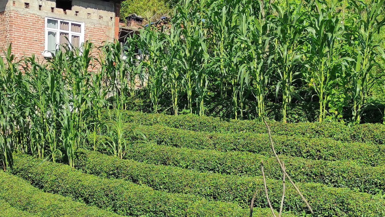 Çayeli aşıklar köyü, Şakir Arslan abimize misafiriz. Karadenizin güler yüzlü misafirperver insanı..