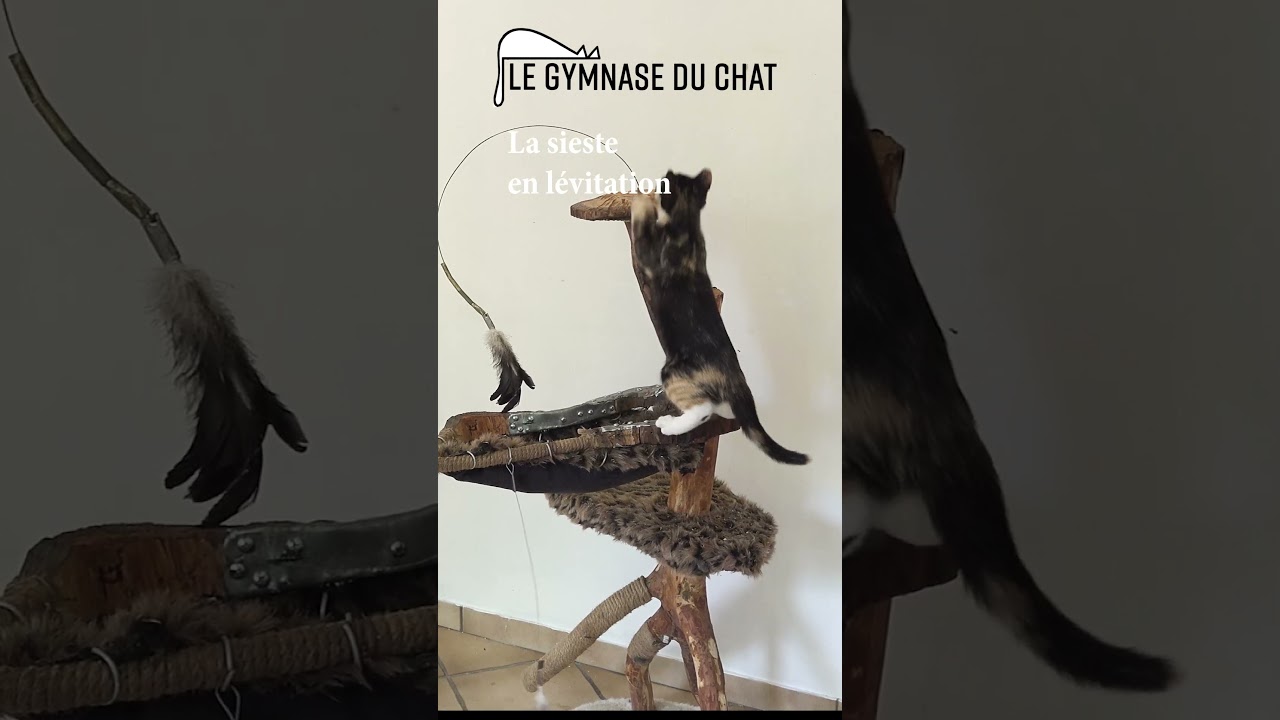 Arbre à chat :  Sieste en lévitation, testé par Venise, avec le soutien de sa stagiaire, Noé