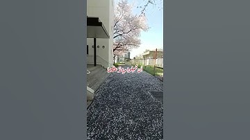 والله يريد أن يتوب عليكم.. سورة النساء بصوت الشيخ علي جابر رحمه الله مع تساقط زهور الربيع في اليابان