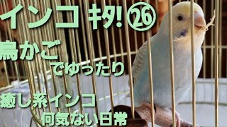 セキセイインコ ｷﾀ! ㉖ 鳥かご の中での普段の様子