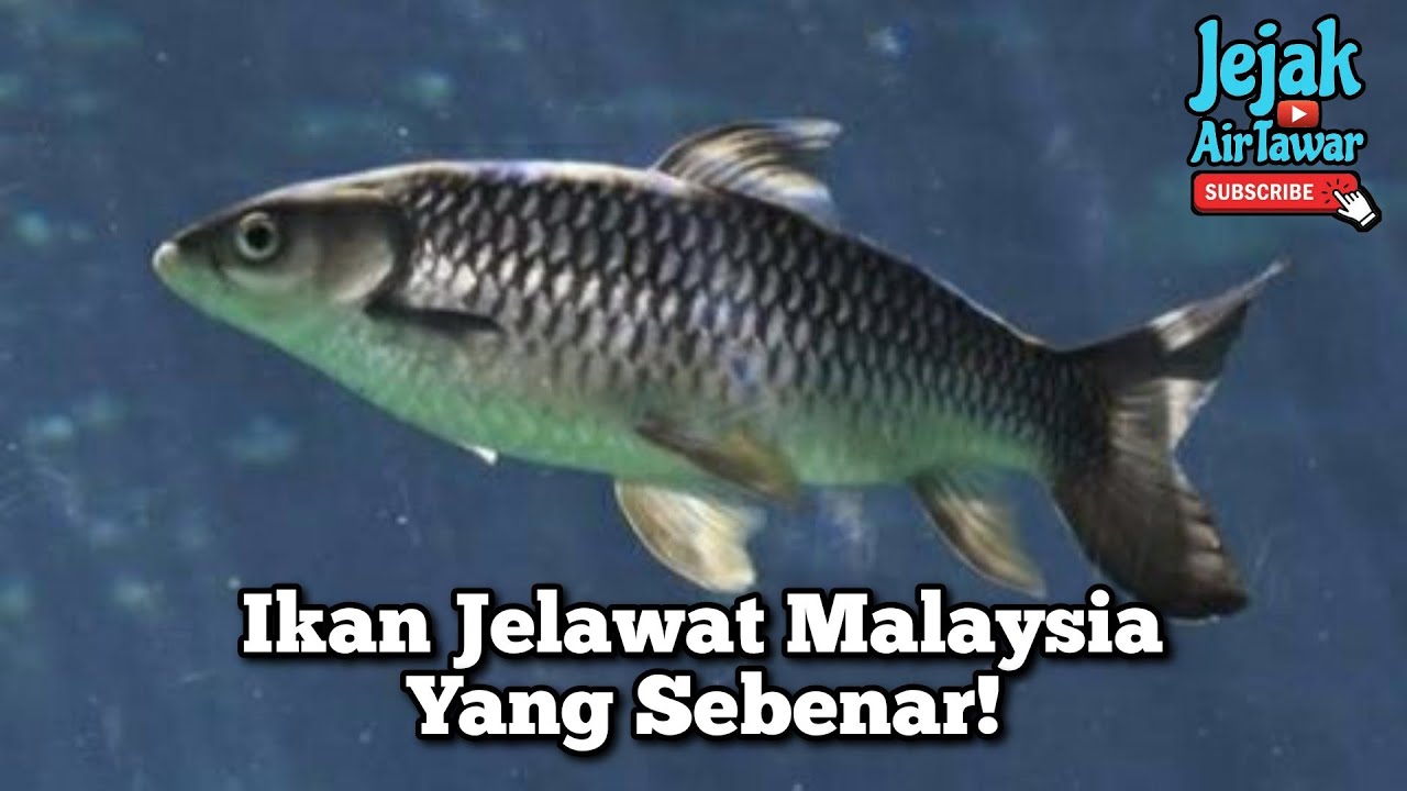Spesies ikan jelawat di dunia