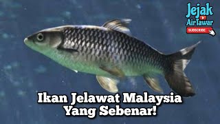Spesies ikan jelawat di dunia
