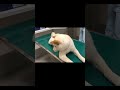 大好きな病院で知らない看護師さんだとテンションが0になる柴犬#shorts