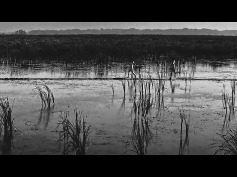 Onibaba - Kaneto Shindo - 鬼婆 - 1964  Excerpts landscape and reeds shots