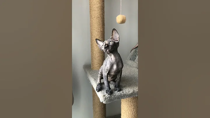 Watch the video about Adopt Una – Exotic Tortoise Point Sphynx Kitten 🐾 Hypoallergenic & Full of Charm! #cat #cute #kitten