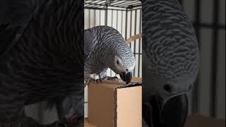 A bird with a box 😁 #imagecapture #duet #funnyimages #memes
