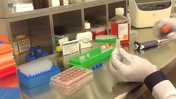 Altogen Biosystems In Vitro RD Transfection Tutorial