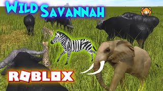 Roblox Wild Savannah Herd Random Game Slot Testing A Zebra Elephant Wild Dog Cheetah Hyena Youtube - wild savannah roblox how to unlock animals