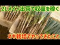 今現在2Lメイン出荷をしている私がやってきた「長ネギ栽培のポイント」お伝えします。