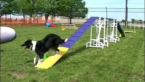 An Dog Agility Demonstration