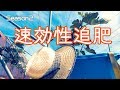 いちじくVlog　#25　速効性追肥　SEASON2