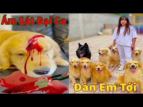 Video: Con chó đáng yêu của tuần - Mr. Doggie