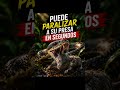 ¿Miedo o respeto? Después de ver esto sabrás