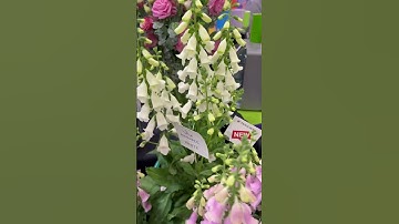 Thumbnail of Get ready for the next level of foxgloves! #perennialflowers