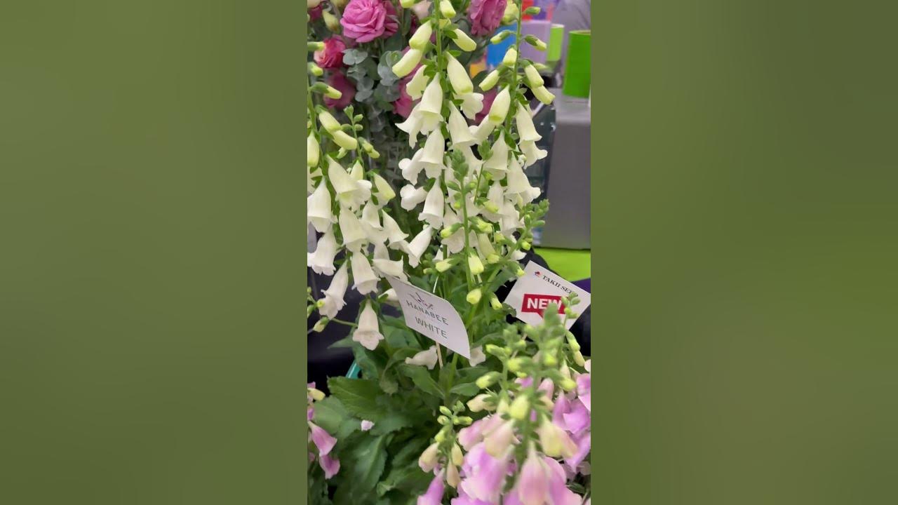 Get ready for the next level of foxgloves! #perennialflowers