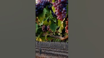 Grapes.Grape growing #farm #wine #grapegrowing #grapeharvest #fruit #grapevine #grape #fruits