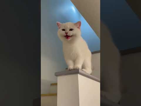 قطة تضحك رقم 5