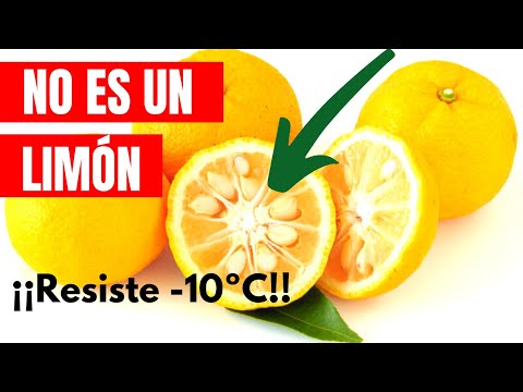 Vídeo: On creix el yuzu?