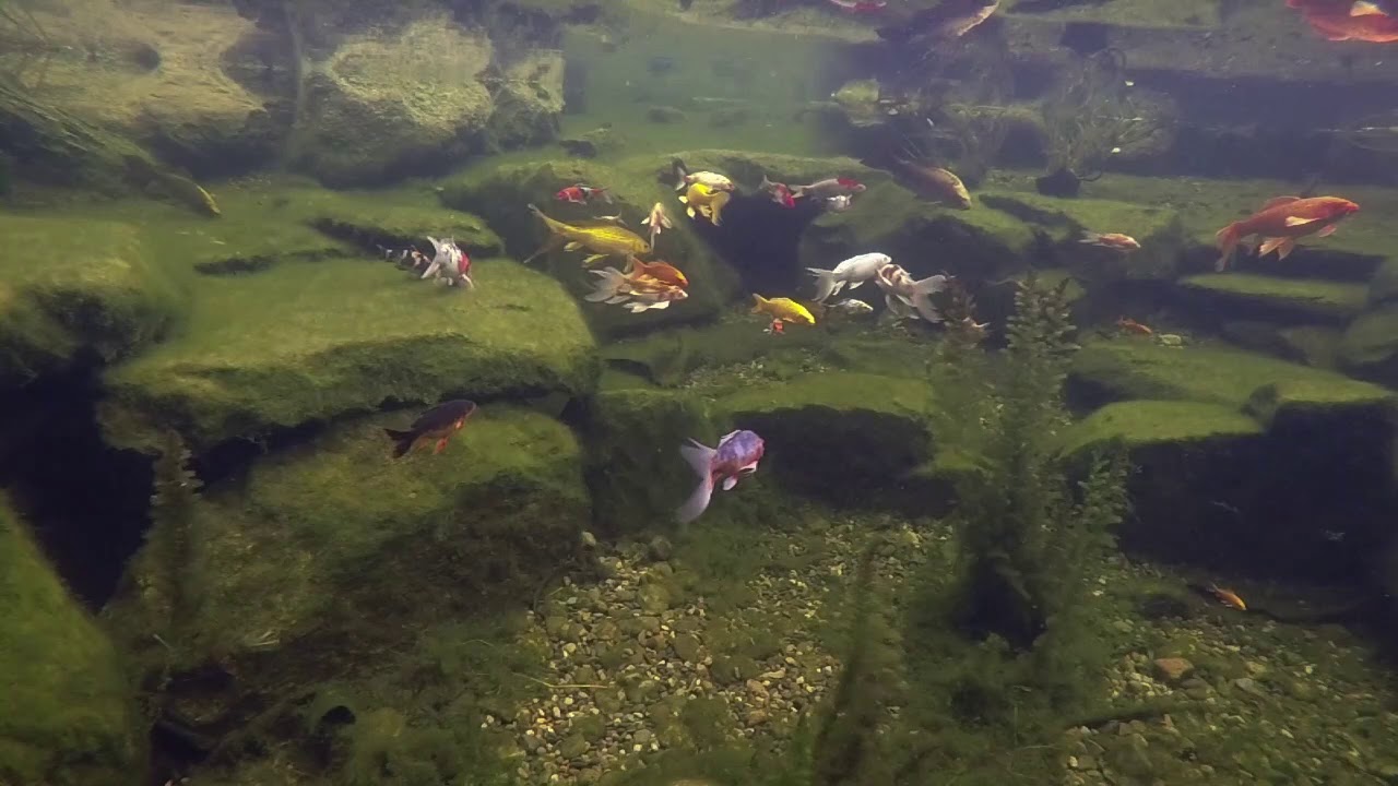 Koi Pond with bog filtration 1year aniversry YouTube