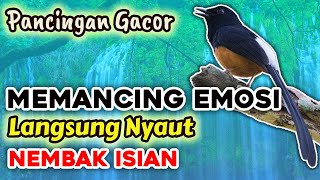 PAKET KOMPLIT SIANG DAN MALAM | MEMASTER MURAI LOMBA | The Best Compilation of Shama Bird Singing