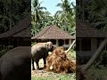 Elephant Shaking Coconut Tree 🐘🏝️ | Amazing Animal Power