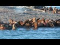 Sea Lions- Juneau, Alaska 2019