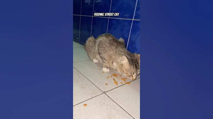 Feeding street cat #funny #aiandcats #aicats #kitten #animalintelligence #o #cute #cat #catvideos
