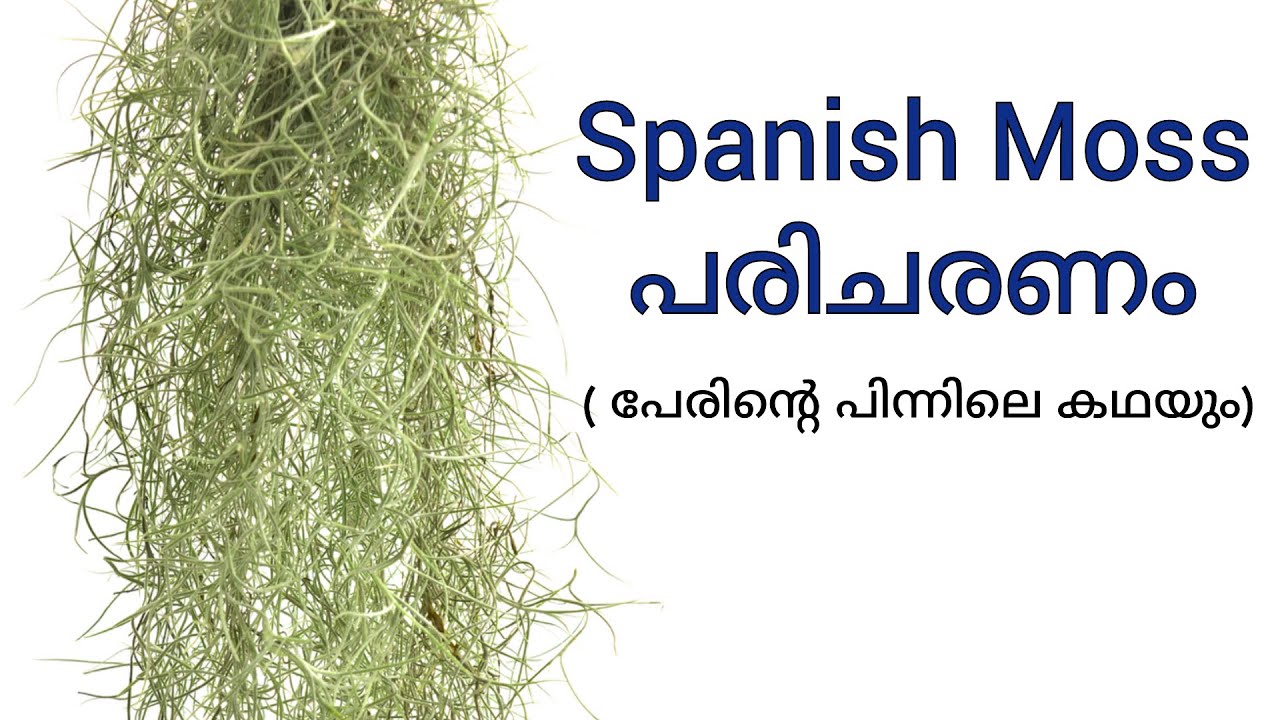 Spanish Moss Air Plant Care Tips In Malayalam How to grow spanish