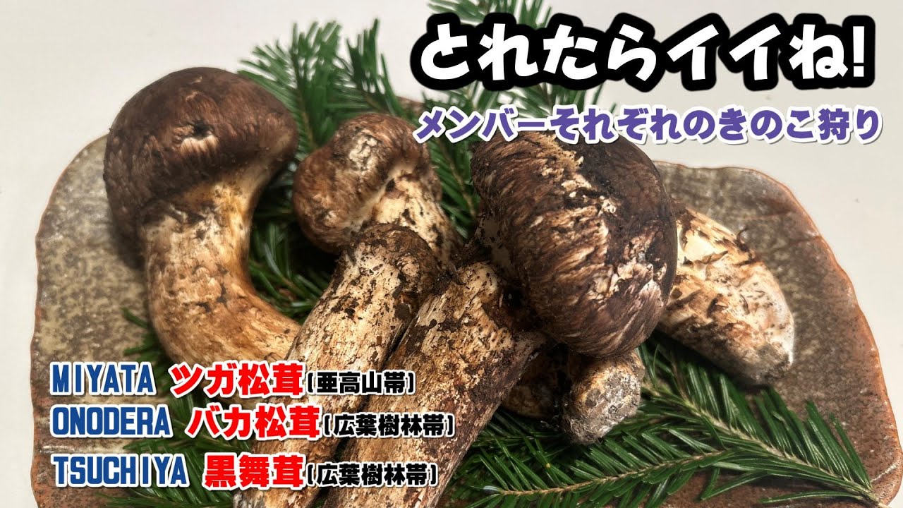 【きのこ狩り】亜高山帯～広葉樹林帯　メンバーそれぞれのきのこ狩り