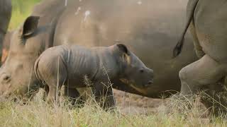 Baby White Rhino 230122 Ziwa Uganda 3