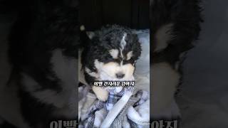 피즐스틱(소우신)&피즐그립