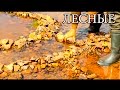 ЛОВУШКА ДЛЯ РЫБЫ - КАМЕННЫЙ ЛАБИРИНТ | Primitive Stone Fish Trap