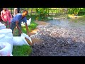 Grow Out Culture of Catfish Farm In Asia | Million Of Catfish Eating Floating Feed in Pond