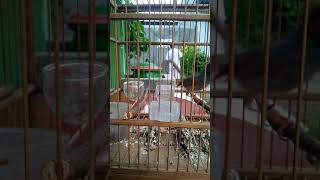 Download Lagu Pancingan prenjak kepala merah. MP3