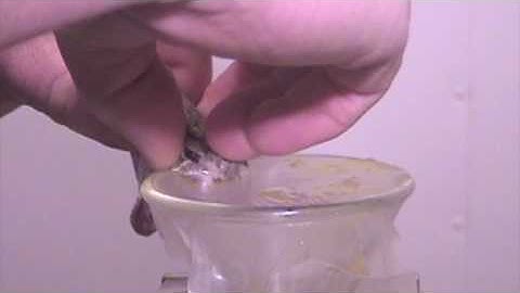 Venom extraction from Mojave Rattlesnakes, Crotalus scutulatus