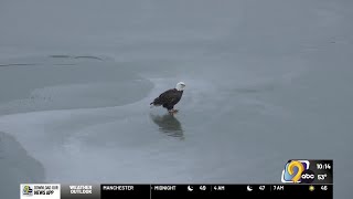 We The People: Bald eagles make remarkable comeback in Iowa