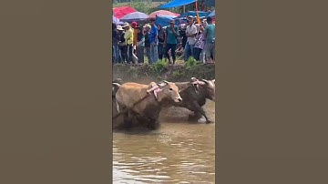 Minangkabau culture. Cow race #fyp #fhatian898 #pacujawi #fyp #viralvideo