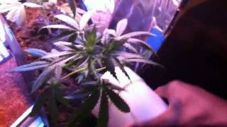 New Cannabis Grow Vlog 9 Week 7