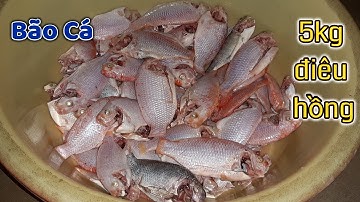 Câu đài ao hoang gặp ngay ổ cá điêu hồng giật xíu xách về không nỗi - Nhật Ký Cần Thủ