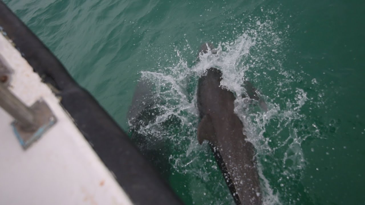 CATCHING SHARKS IN KEY WEST YouTube