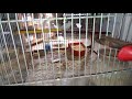 Cage me box option kese bnayen (How to make box option DIY)