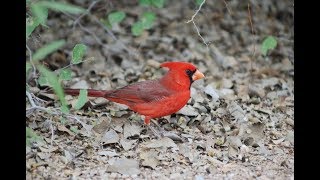 Fesilleri Sehv Salan Quş Dekabr Ayinda Ceh-Ceh Vurur - Птичное Пение В Декабре