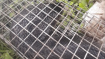 Thợ săn rắn hổ bẫy dính rắn hổ chùm cuối tập 52