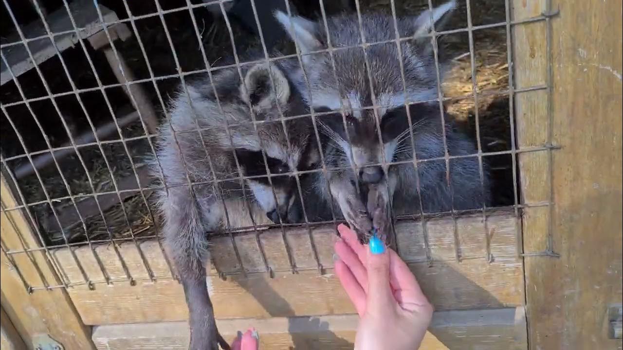 Waschbären füttern YouTube