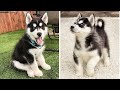 Funny And SOO Cute Husky Puppies Compilation #13 - Cutest Husky Puppy