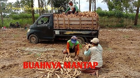 Panen Singkong Garuda || Buahnya Mantap
