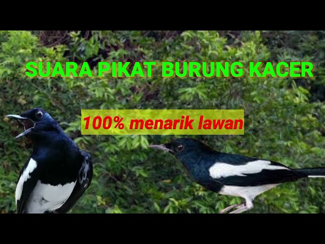 suara pikat burung kacer memanggil lawan langsung ngobra buka ekor ampuhh mp3 class=